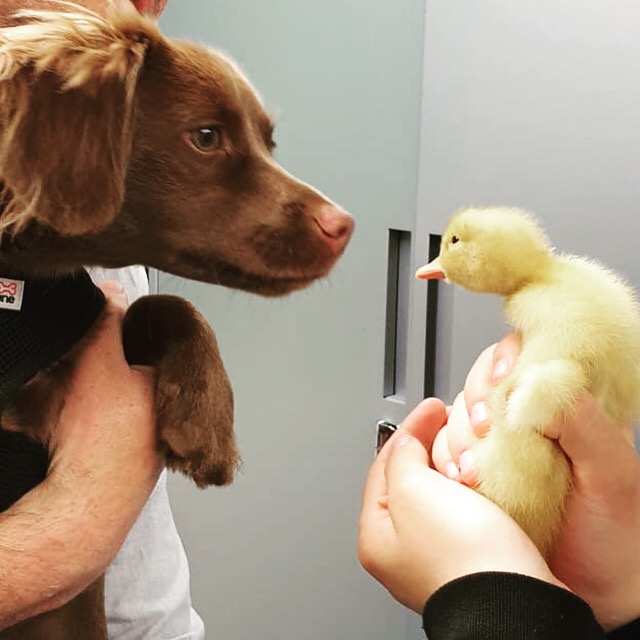 Peanut, our school dog, looking at a duckling held by a student.